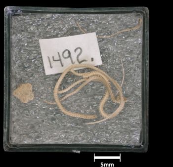 Media type: image;   Invertebrate Zoology OPH-1492 Aspect: container